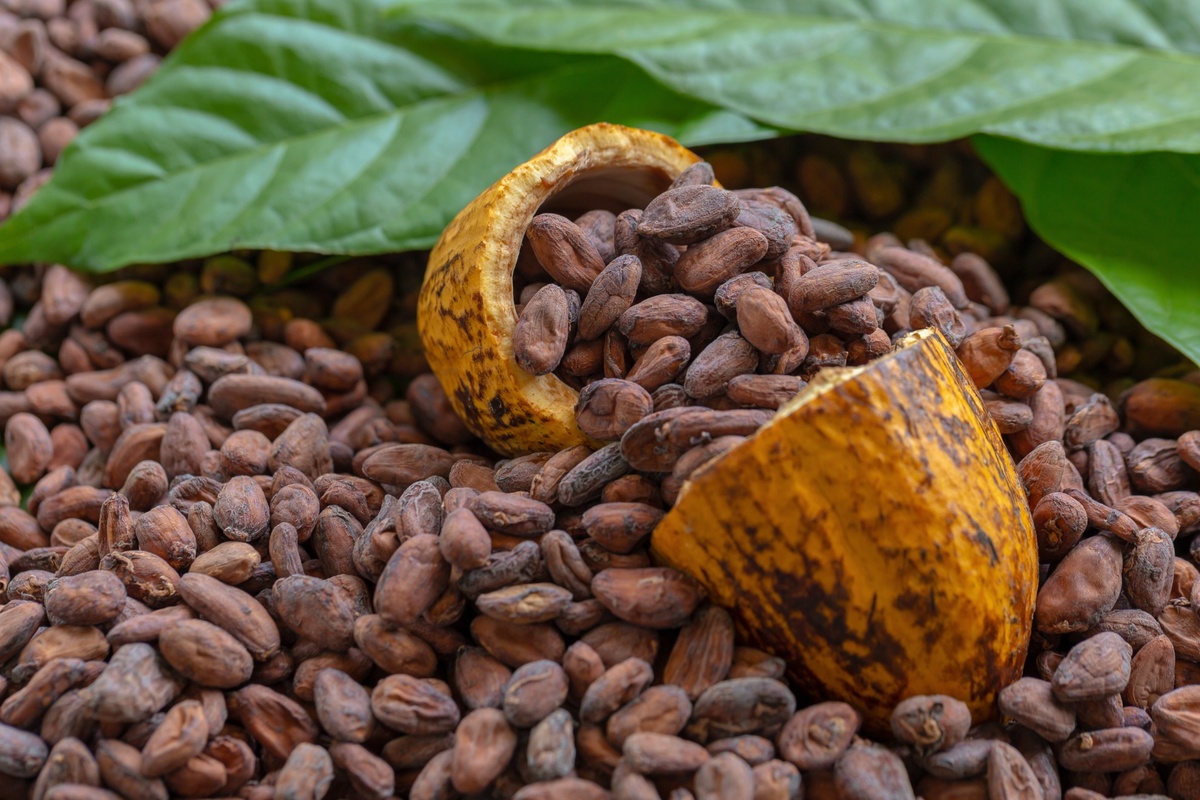Farmer with Cocoa